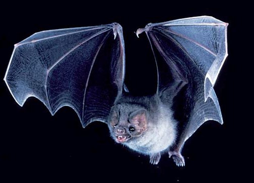 Top 10 Powerful Animals In The World By Lu Na China Org Cn October 12 11 Vampire Bat Vampire Bat One Of The Top 10 Powerful Animals In The World By The Vampire Bat Has Three Species All Native To The Americas Joke Cnball Net The Vampire Bat Has