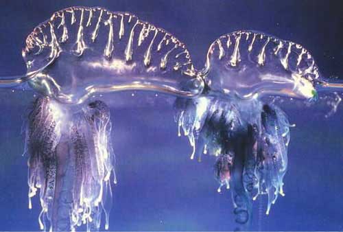 Portuguese Man o' War, one of the 'Top 10 powerful animals in the world' by China.org.cn.