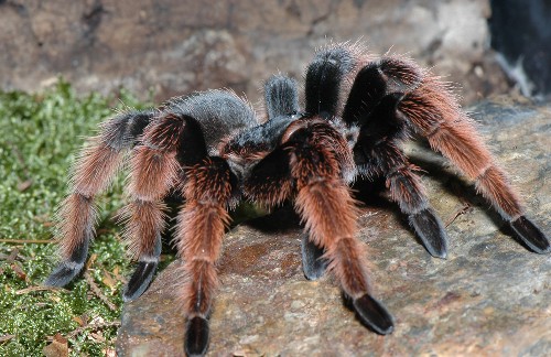 Wolf Spider, one of the 'Top 10 powerful animals in the world' by China.org.cn.