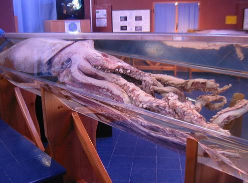 Giant Squid, one of the 'Top 10 powerful animals in the world' by China.org.cn.