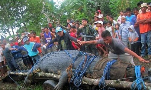 Giant Crocodile, one of the 'Top 10 powerful animals in the world' by China.org.cn.