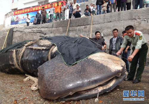 Two policemen measure a dead whale shark at Jishan port in Taizhou city, east China&apos;s Zhejiang province, on Tuesday, October 11, 2011. The whale shark, which is 11 meters long and weighs 15 tons, became caught, and as a result suffocated, in fishing nets in the Huanghai Sea. [NEWS.CN] 