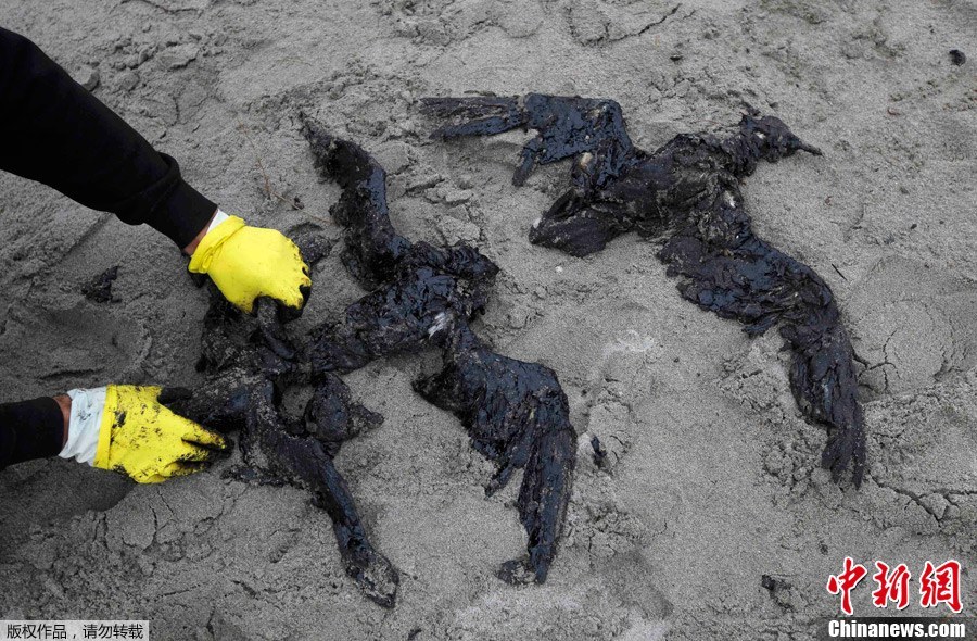 A dark spill, in parts thick and murky, was approaching Mayor Island last night as a large team of wildlife experts swung into action. The oil spilled from a Liberian- flagged cargo ship stranded on a reef off New Zealand shore has become &apos;worst ever&apos; maritime environmental disaster in the country.