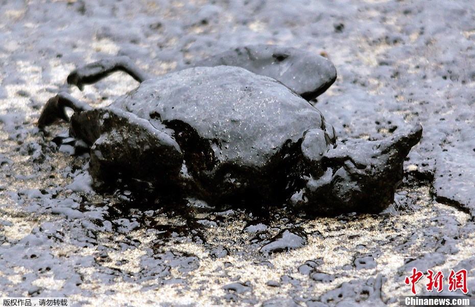 A dark spill, in parts thick and murky, was approaching Mayor Island last night as a large team of wildlife experts swung into action. The oil spilled from a Liberian- flagged cargo ship stranded on a reef off New Zealand shore has become &apos;worst ever&apos; maritime environmental disaster in the country.