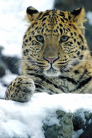 Two clear photos of the endangered amur leopard were recently taken in a forest in northeast China's Jilin Province. [WWF file photo] 
