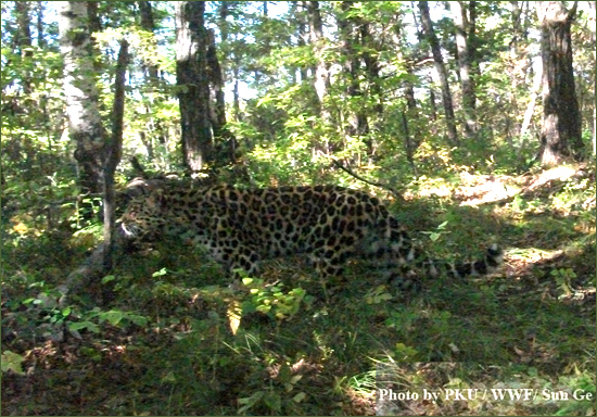 The amur leopard, one of the world's most endangered large cats, has been spotted in a forest in the province's Yanbian prefecture, according to Sun Ge, a doctoral candidate at Peking University.