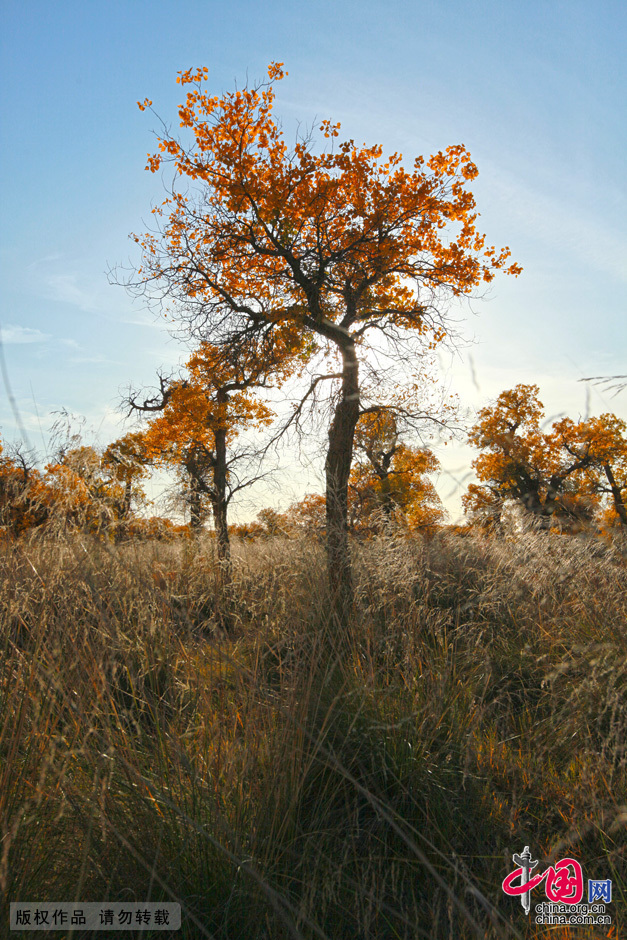  Some 60 kilometers near the China-Mongolia border, the forests contain the only trees that can survive the arid weather and sterile soil. They mostly grow by the Heihe River, a desert oasis, on a 115,000-square-kilometer area where 10,000 people reside. 