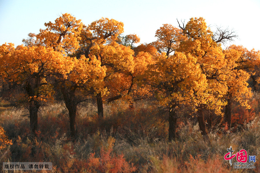  Some 60 kilometers near the China-Mongolia border, the forests contain the only trees that can survive the arid weather and sterile soil. They mostly grow by the Heihe River, a desert oasis, on a 115,000-square-kilometer area where 10,000 people reside. 