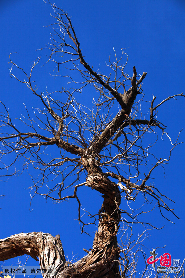  Some 60 kilometers near the China-Mongolia border, the forests contain the only trees that can survive the arid weather and sterile soil. They mostly grow by the Heihe River, a desert oasis, on a 115,000-square-kilometer area where 10,000 people reside. 