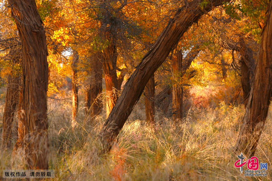  Some 60 kilometers near the China-Mongolia border, the forests contain the only trees that can survive the arid weather and sterile soil. They mostly grow by the Heihe River, a desert oasis, on a 115,000-square-kilometer area where 10,000 people reside. 