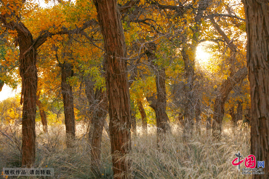  Some 60 kilometers near the China-Mongolia border, the forests contain the only trees that can survive the arid weather and sterile soil. They mostly grow by the Heihe River, a desert oasis, on a 115,000-square-kilometer area where 10,000 people reside. 