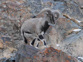 Male blue sheep. [File photo]