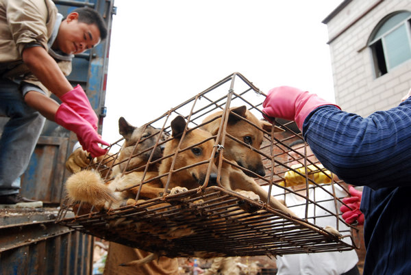Volunteers move a cage of dogs from a truck in Zigong, Sichuan province, on Saturday. [Chuan You / for China Daily]