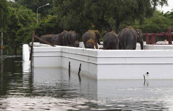 The elephants who climbed atop the wall a week ago to escape the quickly rising water are in urgent need of fresh water and food.