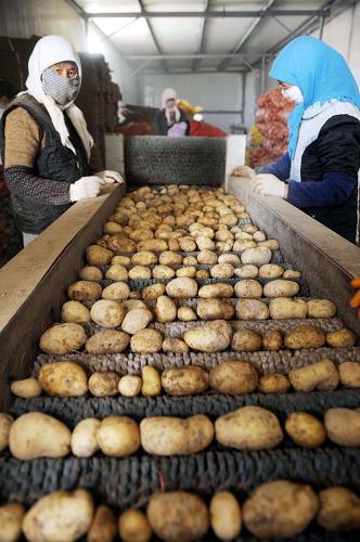 Guyuan city assists potato farmers