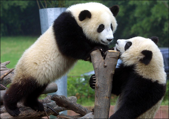 China's 'Panda diplomacy' started from 1950s. 