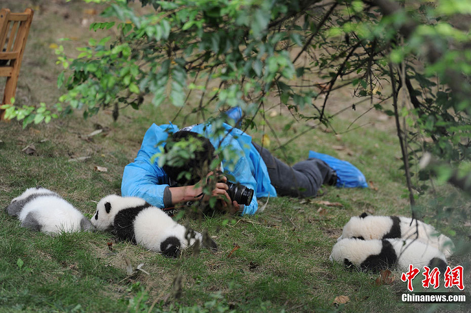 Several new born panda cubs make an outdoor debut in the Chengdu Research Base of Giant Panda Breeding on Monday, Oct. 17. [Chinanews.com]