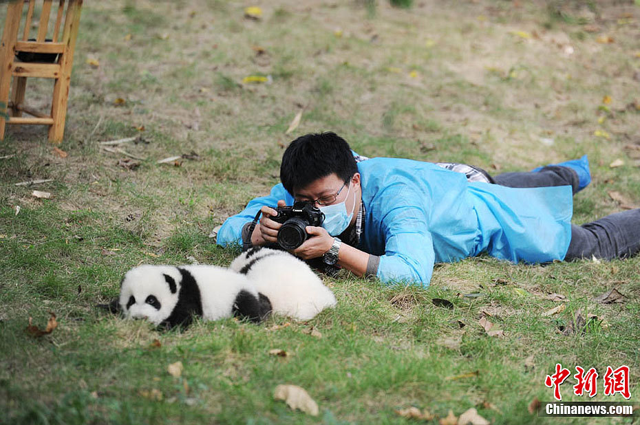 The new born panda cubs enjoy sunbathe in the Chengdu Research Base of Giant Panda Breeding on Monday, Oct. 17. [Chinanews.com]