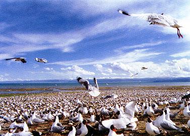 Considered sacred by Tibetans, Qinghai Lake is home to 189 species of birds and a crucial barrier against the encroachment of the desert from the west. [File photo]