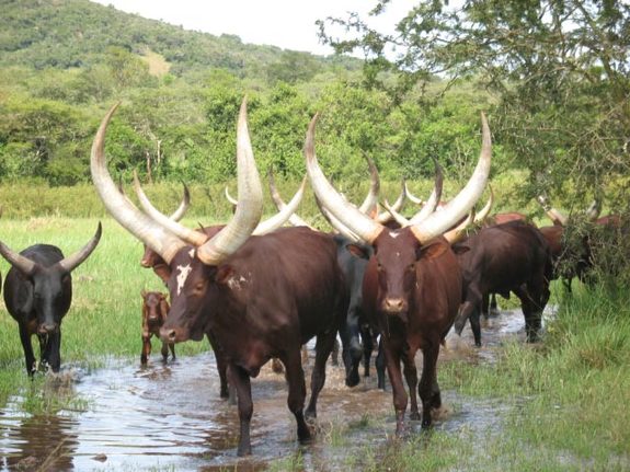Ankole cattle - a traditional, but declining species in East Africa, which are famous for their huge horns. 