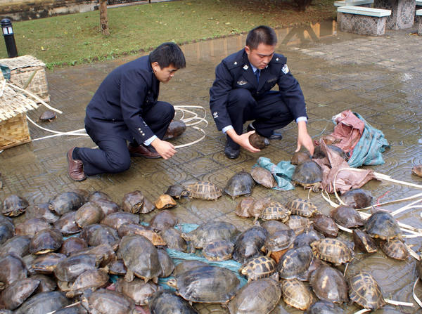 Forest policemen rescue wild turtles in Mangshi, capital of Dehong prefecture, Yunnan province, previously this year. [China Daily] 