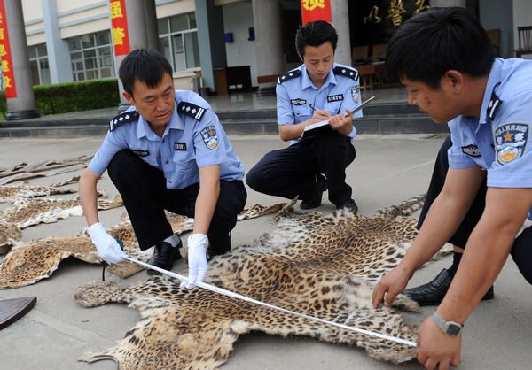Dong Jianchuan, director of the forest security bureau in Dehong prefecture of Yunnan province, measures the length of a smuggled leopard fur with his colleagues earlier this month. [Xinhua] 