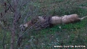 Dead animals were scattered around Zanesville on Wednesday morning.