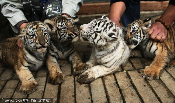 Four Bengal tiger cubs make their debut at a zoo in Jinan, capital of East China's Shandong province, Oct 20, 2011. The quadruplets were born 51 days ago from a 5-year-old tiger couple. The zoo now has a total of 14 tigers. [CFP]