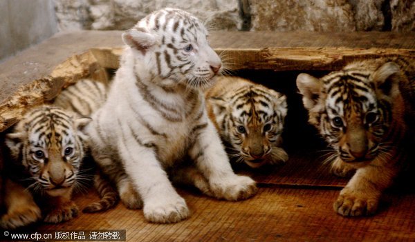 Tiger quadruplets make their debut in Jinan, Oct 20, 2011. [CFP]