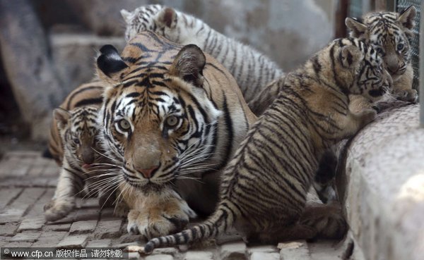 Tiger quadruplets stay with their mother at a zoo in Jinan, Oct 21, 2011. [CFP]