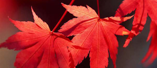2011 Fragrant Hills Red Leaves Festival