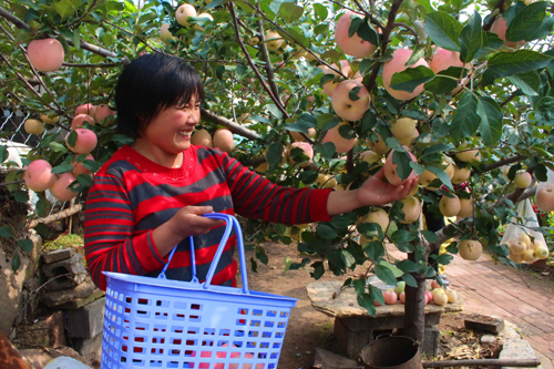 Yiyuan commits to organic agriculture