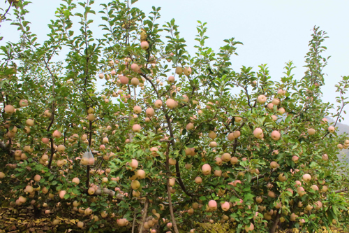 Yiyuan commits to organic agriculture