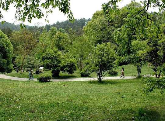 Though China's forest coverage has reached 196 million hectares, with the urbanization rate reaching 49.68 percent. [Guiyang Forest Park] 