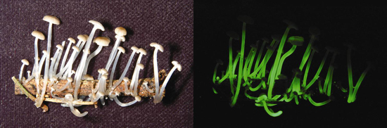 Bioluminescent Mushroom, one of the 'top 10 new species 2011' by China.org.cn.