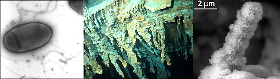 Bacterium, one of the 'top 1- new species 2011' by China.org.cn.