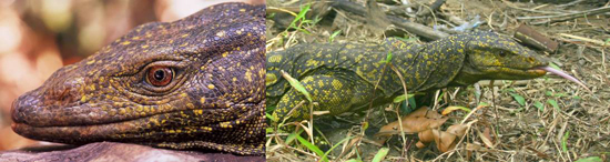 Monitor Lizard, one of the 'top 10 new species 2011' by China.org.cn.