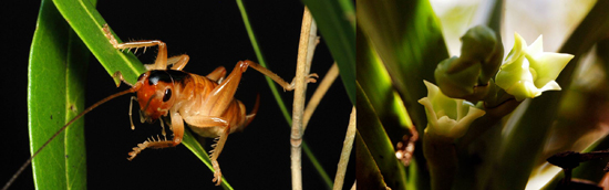 Pollinating Cricket, one of the 'top 10 new species 2011' by China.org.cn.
