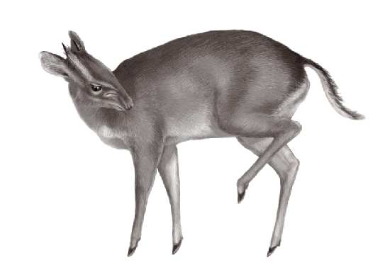 Duiker, one of the 'top 10 new species 2011' by China.org.cn.