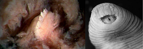 Leech, one of the 'top 10 new species 2011' by China.org.cn.