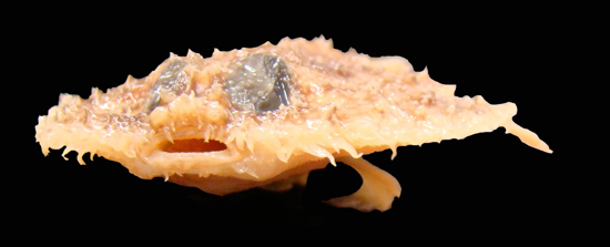 Pancake Batfish, one of the 'top 10 new species 2011' by China.org.cn.