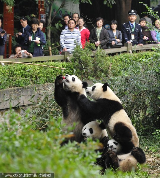 Keepers feed pandas with an apple hanging from a long pole at Chengdu Base of Giant Panda Breeding in Southwest China&apos;s Sichuan province, Oct 23, 2011. The keepers invented the feeding pole in order to encourage the giant pandas to exercise and remain energetic using food rewards. [CFP] 