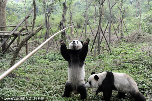 Keepers feed pandas with an apple hanging from a long pole at Chengdu Base of Giant Panda Breeding in Southwest China&apos;s Sichuan province, Oct 23, 2011.
