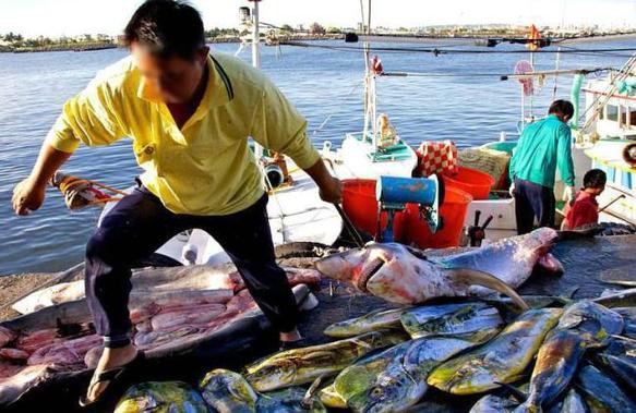 Shark fin trade in Taiwan. [Global Shark Conservation]