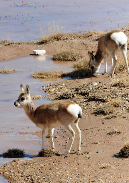 Two Tibetan gazelles drink water in grasslands at Hoh Xil Nature Reserve on the Qinghai-Tibet Plateau, Oct 23, 2011. Over past few years, wild animals at Hoh Xil Nature Reserve have started to thrive due to comprehensive efforts to crack down on poaching, enabling vistors to see groups of wild animals in the reserve. [Xinhua] 