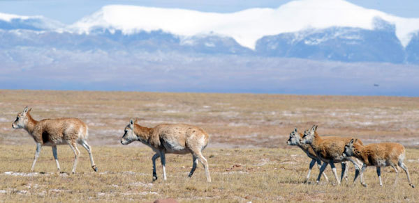 Wild animals thrive in Hoh Xil Nature Reserve