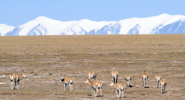 A group of Tibetan antelope are seen on grasslands at Hoh Xil Nature Reserve on the Qinghai-Tibet Plateau, Oct 23, 2011. 