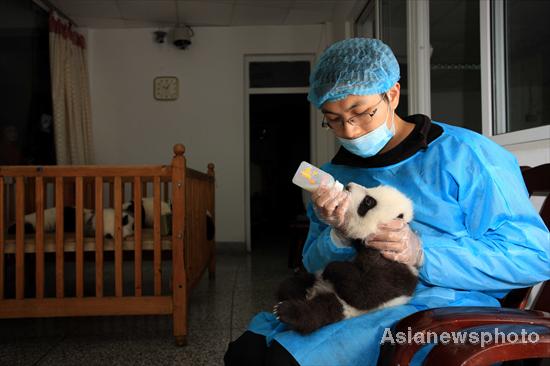 A keeper feeds a panda cub with milk from a bottle at Chengdu Research Base of Giant Panda Breeding in Chengdu, Southwest China&apos;s Sichuan province, Oct 25, 2011. The base conducted physical examinations on its youngest pandas on Tuesday. A total of 12 panda cubs were born this year, and the base is now home to 108 pandas. [Asianewsphoto] 
