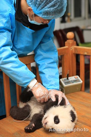 Pandas get health checkup in SW China