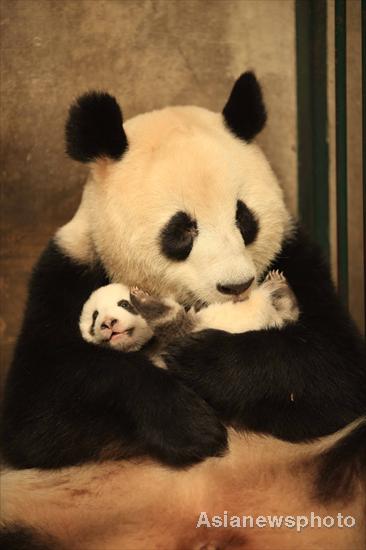 Pandas get health checkup in SW China